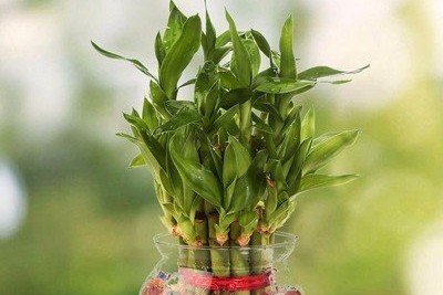 Những loại cây cảnh để bàn mang may mắn