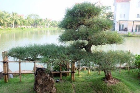 Khu vườn phong cách Nhật có nhiều trường phái khác nhau trong biệt thự ở Hà Nội