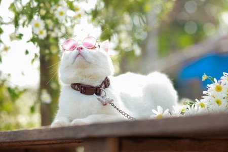 Kinh nghiệm nuôi chó mèo ở phòng trọ