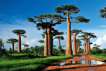Những điều thú vị có thể bạn chưa biết về Madagascar