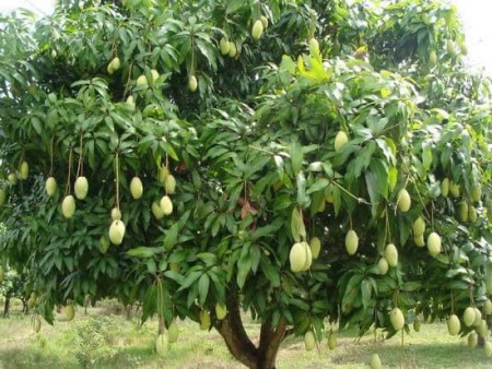 Chủ nhà kẹt tiền nên cần bán nhanh lô đất 1200m2 giá 495tr/sao SHR ở Định Quán, đồng nai.