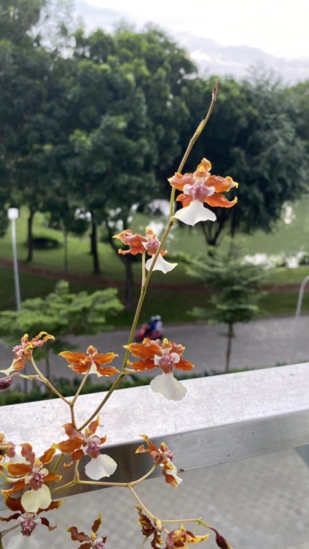 Đi đến slide 4