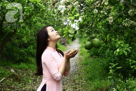 Bán vườn bưởi đang có quả đường bê tông