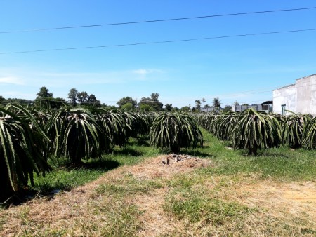 Bán 3000m2 đất sào có thổ cư gần TP.Phan Thiết
