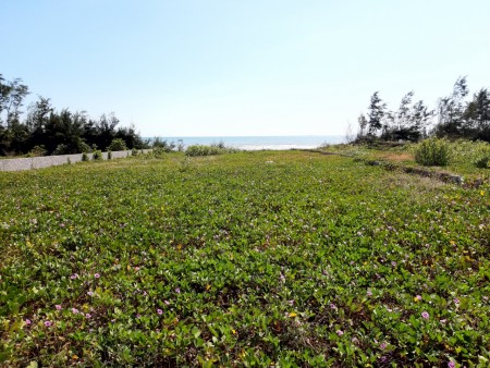 Bán đất biển du lịch giá rẻ gần Novaland, TP. Phan Thiết