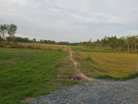 Tuổi già không người quản lý, bán 1232m² đất Củ Chi giá 600 triệu