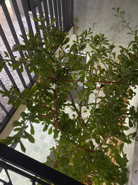 Bán siêu phẩm độc nhất tại khu Dân Cư Mới Hành Lạc, Đẹp lung linh, giá sốc: lh 0835459289