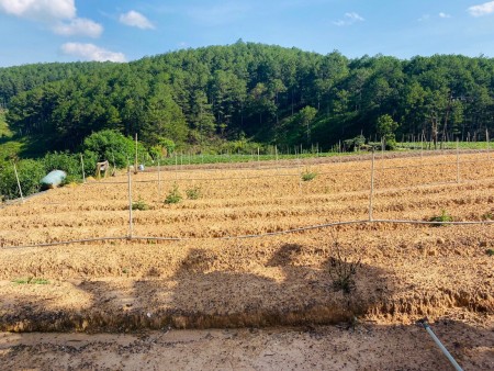Cần bán đất Đà Lạt Đường ô tô 8m gần khu biệt thử nên thuận lời cho việc nghĩ dưỡng đầu tư sinh lời