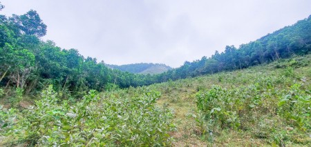 Đi đến slide 12