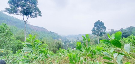 Quá Rẻ – 500tr/Ha Đất Hòa Bình Nằm Gần Đường Lớn