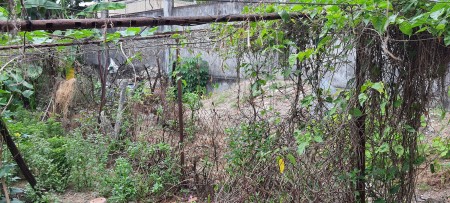 Đất đẹp chính chủ phường tam hòa cần bán