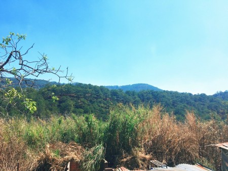 Cần bán đất Đà lạt đất đẹp bằng phẳng view đồi thông thoáng mát thích hợp kinh doanh homestay khách sạn hoặc đầu tư phân lô là tuyệt đỉnh