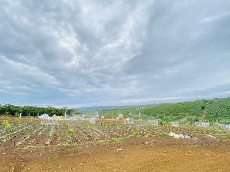 Bán Đất Thổ Cư Bảo Lâm, Bảo Lộc, Sổ Hồng Có Sẵn, Chiết Khấu 3 Chỉ Vàng Cho Khách Thiện Chí, Giá Chỉ 2,5 Triệu/m2