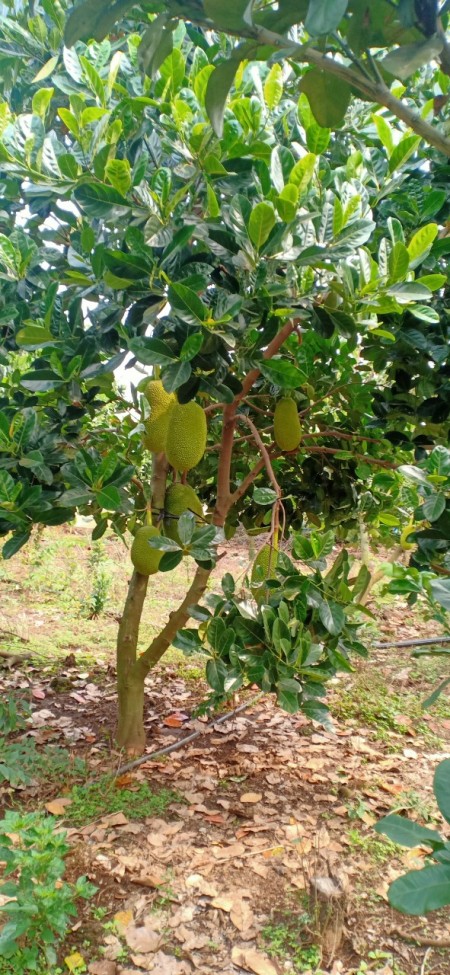 Đi đến slide 3