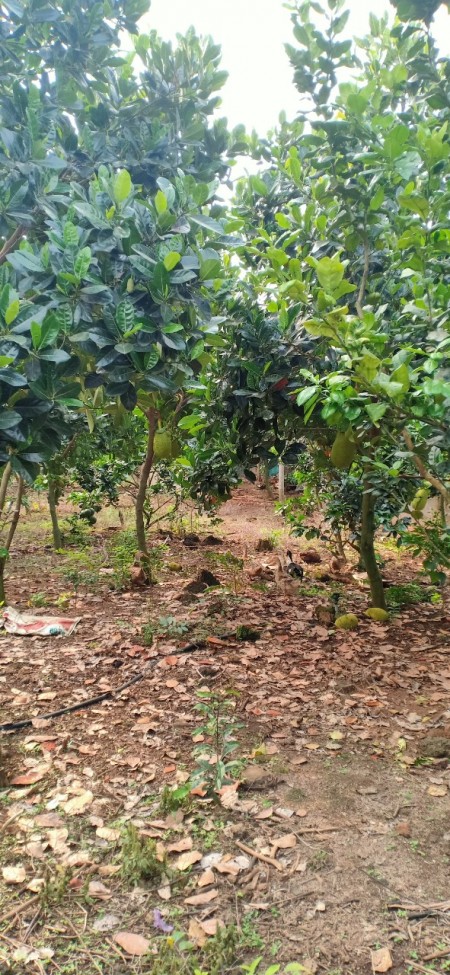 Bán Lô Đất Vị Trí Đẹp Diện Tích Rộng Giá Rẻ Nhất Khu Tân Phú Đồng Nai 10000m2