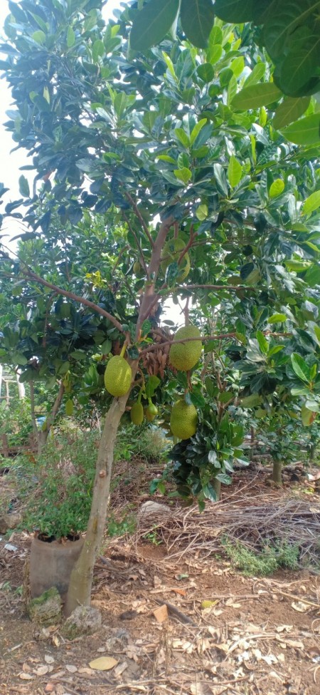 Đi đến slide 4