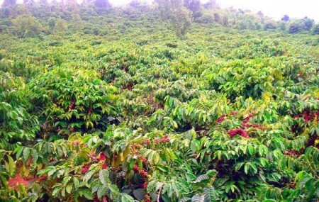 Ra đi miếng đất 500m2, có thổ cư sẵn, tp Bảo Lộc