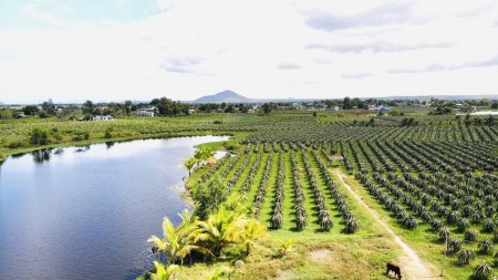 Đất nhà vườn farmstay 1000m2 ven TP, cách Lotte 11km, cách biển 15km, sổ đỏ sang tên LH 0946023235
