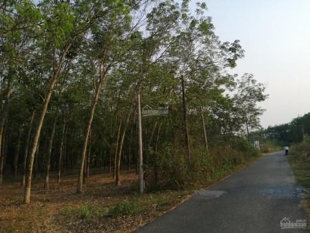 Tôi cần bán gấp miếng đất Củ Chi MT đường 762, lộ giới 20m, gần khu hành chính, thích hợp đầu tư