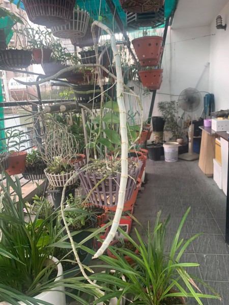 Phạm Ngọc Thạch ,15M ra phố , mặt tiền 7m , 40mX6t , giá cực hợp lý lh : 0868844278