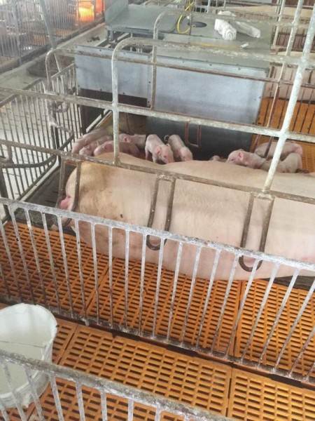 Sang nhượng trang trại lợn 2 hecta Hòa Bình