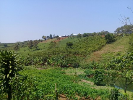 Cần bán gấp 2 sào đất thổ cư nghỉ dưỡng view hồ tuyệt đẹp tại Bảo Lộc chỉ 2tr/m2
