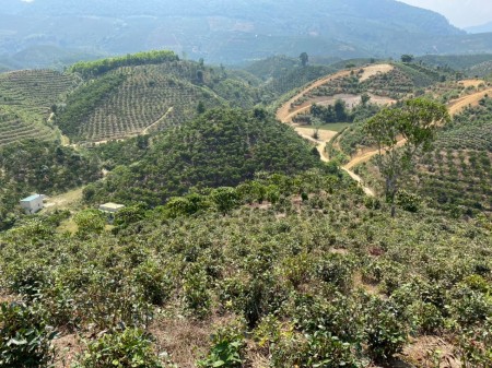 63. Cần bán vườn cafe cách đườngn Blaosere 1km