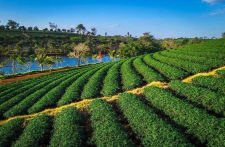 Đất Nền Nhà Vườn Nghỉ Dưỡng Bảo Lâm - Bảo Lộc