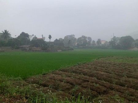 BÁN ĐẤT KỲ SƠN HÒA BÌNH dt1155M VIEW CÁNH ĐỒNG