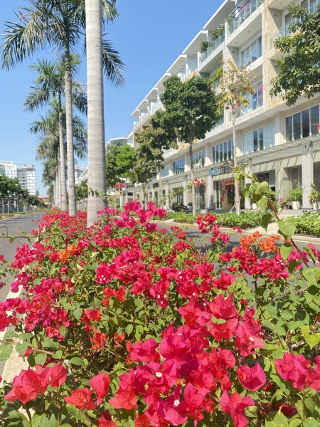 ( DIỆN TÍCH SỬ DỤNG LỚN- HIẾM GẶP) Cho thuê 5 căn nhà phố thương mại liền kề SARI TOWN SALA LH 0909246874