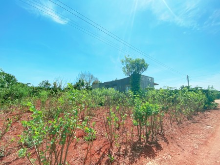 Đất sào bằng phẳng khu dân cư đông cách Quốc Lộ 27 500m tại Đức Trọng- Lâm Đồng