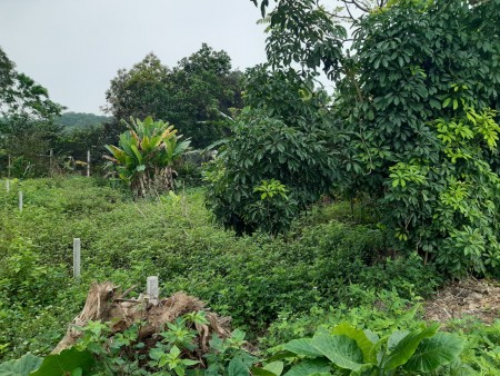 Chính chủ bán đất (đất thổ cư đối diện UBND Xã Thanh Mỹ, Thị xã Sơn Tây, TP. Hà Nội)
