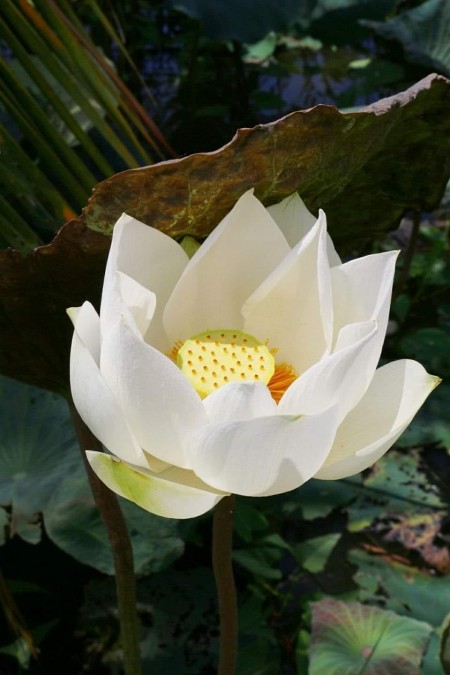Hoa Tâm
