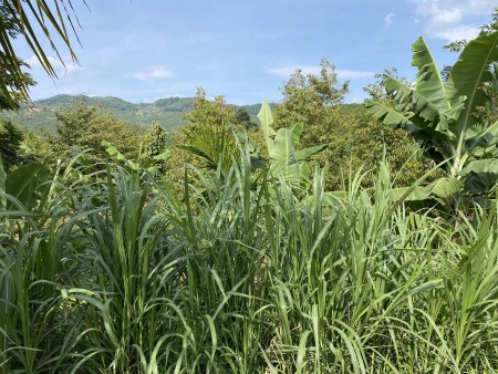 Bán lô đất thôn 11 Xã Đại Lào thành phố Bảo Lộc