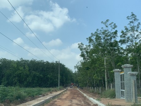 MẶT TIỀN ĐƯỜNG TRẢI SỎI ĐANG ĐỖ NHỰA CÁCH Dh704 1km. DT 335M2. DẦU TIẾNG. BÌNH DƯƠNG GIÁ RẺ, 450tr. CHÍNH CHỦ. SỔ HỒNG TRAO TAY