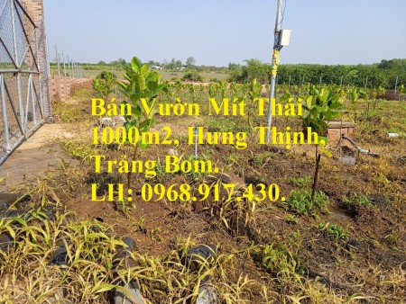 Cần tiền bán gấp vườn mít thái 1000m2 xã Hưng Thịnh, huyện Trảng Bom cách QL1A 2km