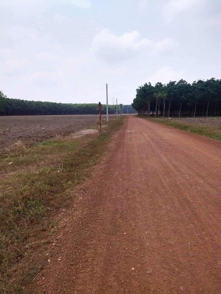 Đất An Phú Bình Phước 1000m2 mà có 295 Triệu