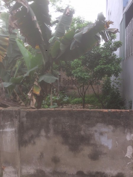 BÁN NHANH: 40m2 chỉ 650tr ngõ trước nhà 5m ( gần đường 21b) thanh cao-hn