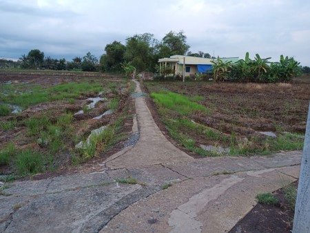 Bán đất ruộng gần kcn cầu cảng Phước đông đúc