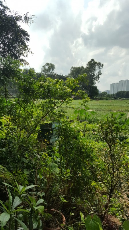 ĐẤT THOÁNG VĨNH VIỄN, NGÕ THÔNG, Ô TÔ TẢI TRÁNH.