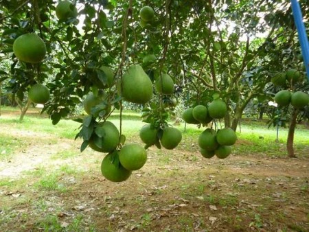 Cơ hội sở hữu đất vị trí đẹp ngay mặt tiền Phước Bình chỉ với 800 triệu/lô 1000m2