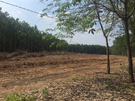 Bán 5000m2 đất cây lâu năm đủ tiện ích xung quanh bán kinh 2km