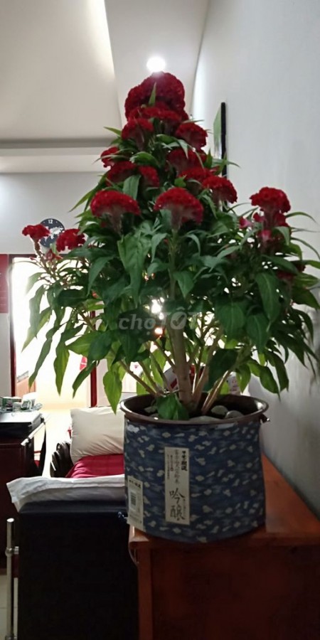 Chung cư full nội thất An Bình Dĩ An BD