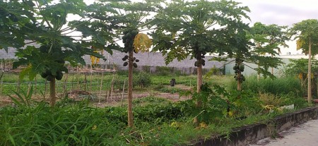 Đất Trần Bình Trọng, diện tích 130m2, thổ cư 80m2, đường bê tông 5m