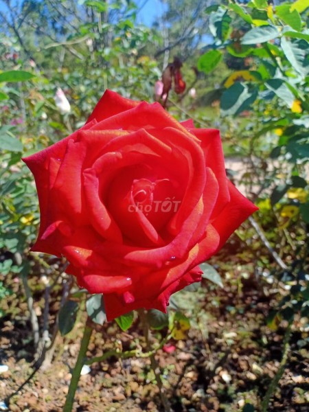 Đi đến slide 4