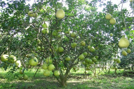 Bán đất mặt tiền 36m đường Hàng Điều hướng Đông bắc, phường 11