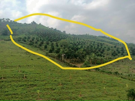 Bán nhanh 6ha đất rừng sản xuất tại Cao Phong, giá cực rẻ