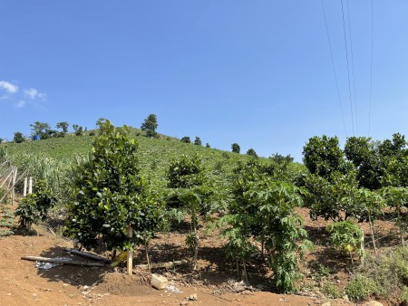 Mảnh đất Mộc Châu giá rẻ như cho, lam Farm thì hết ý ạ