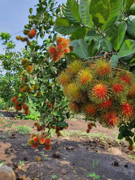 Đi đến slide 2