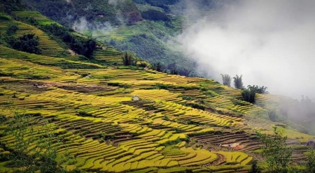 Ngải Thầu, Bát Xát, Lào Cai cần bán lô 600m2 mặt tiền 40m, View ruộng bậc thang đẹp nhất Y Tý SaPa2